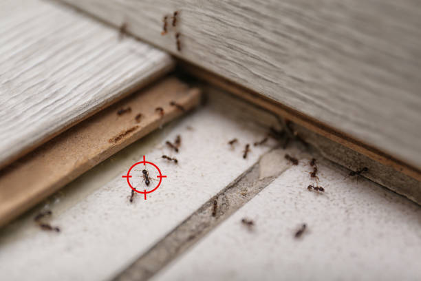 Best Spider Control Near Me  in Lake Sarasota, FL
